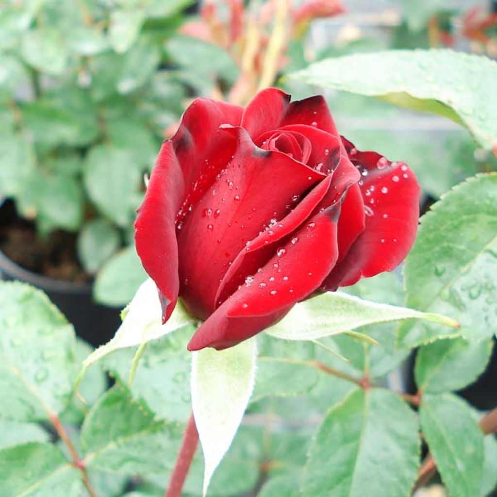 Rosa Schwarze Madonna - Hybrid Tea Rose