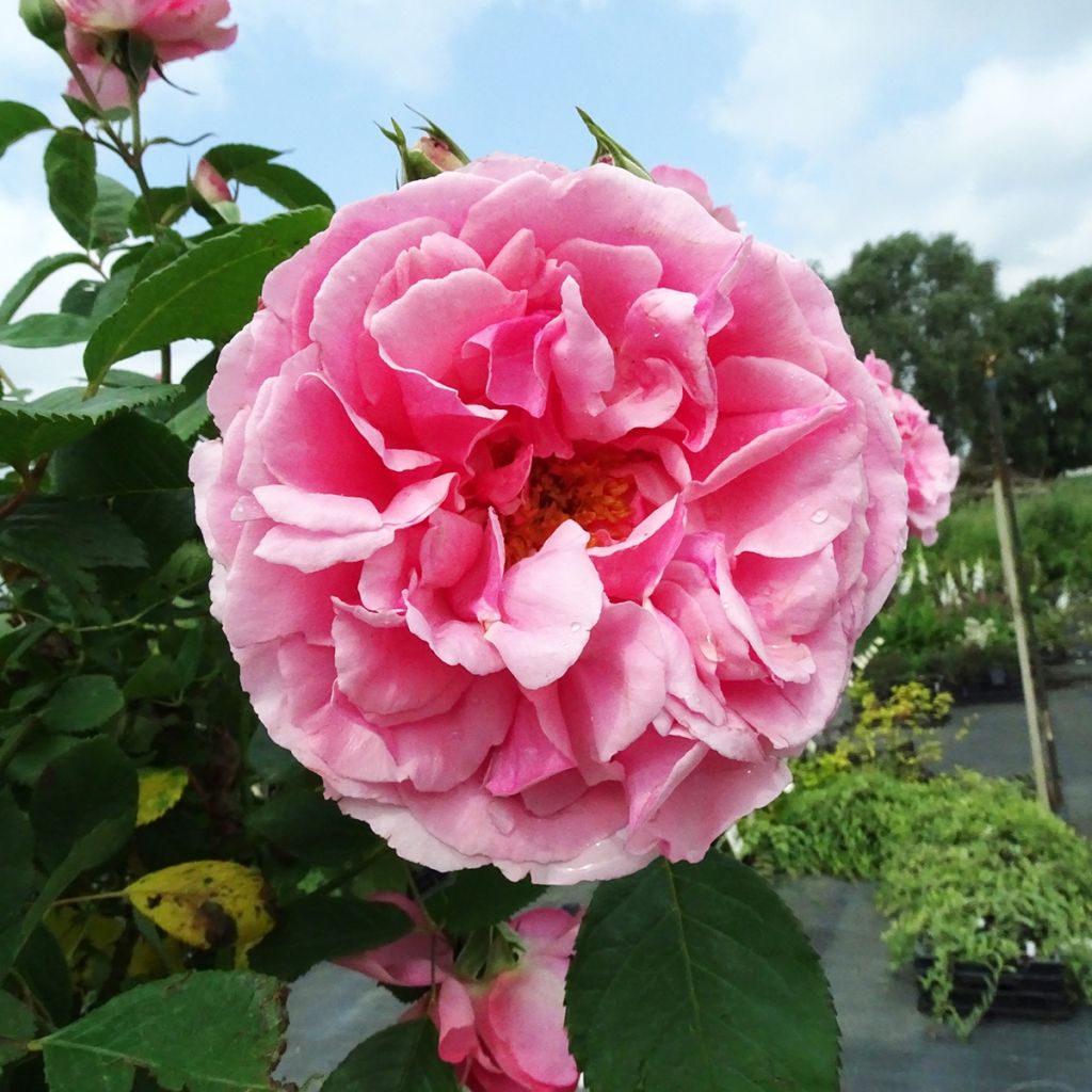 Rosier tige Côté jardin