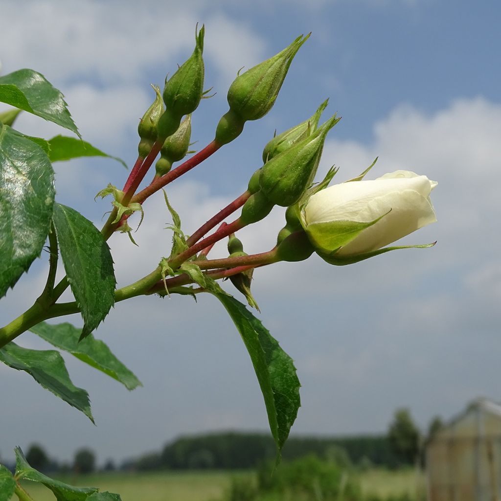 Rosier tige Decorosier Opalia