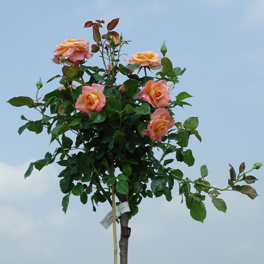 Rosa x floribunda 'Rochemenier Village' - Standard Rose