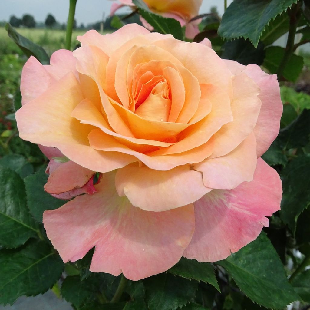 Rosa x floribunda 'Rochemenier Village' - Standard Rose