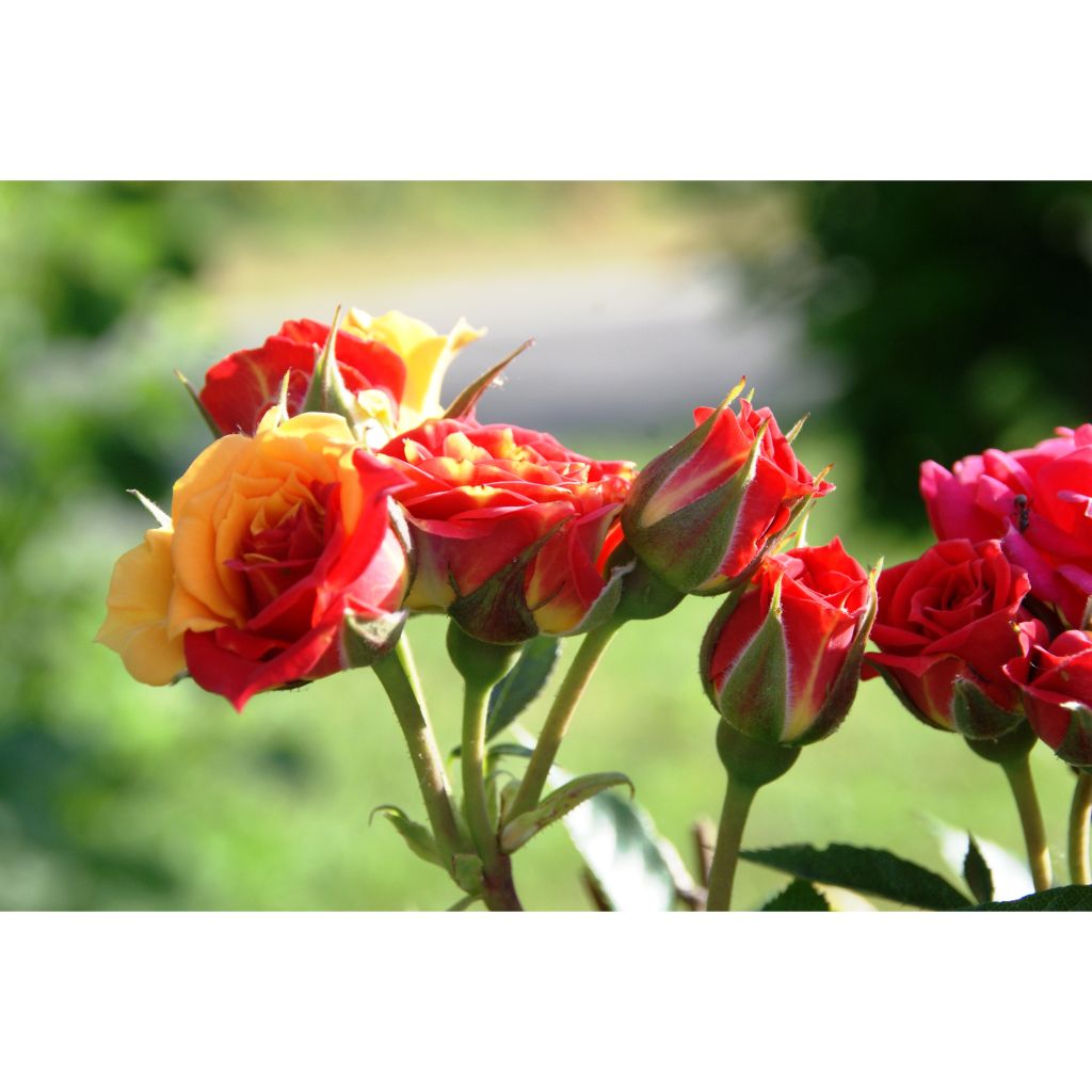 Rosa Chili Clementine - Standard Rose