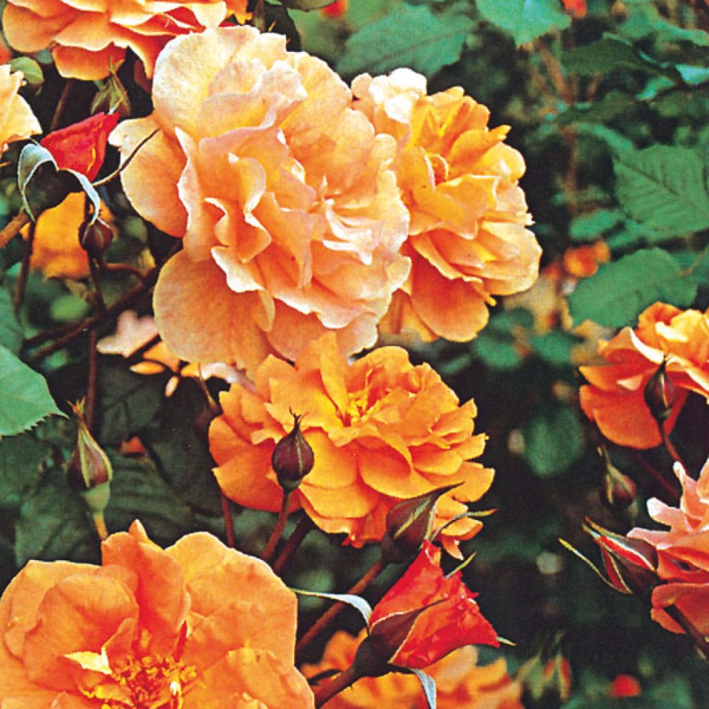 Rosa  Westerland (Korwest) - Hybrid Shrub Rose