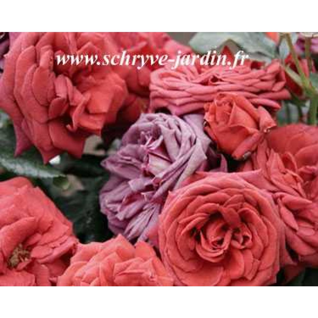 Rosa 'Jocelyn' - Hybrid Tea Rose