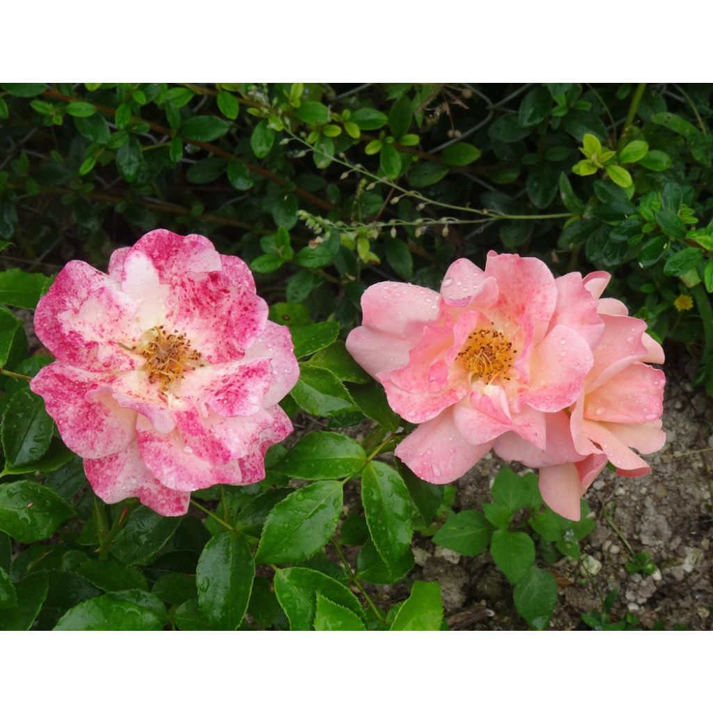 La rose change de couleur au fil du temps, se mouchetant parfois avec la pluie