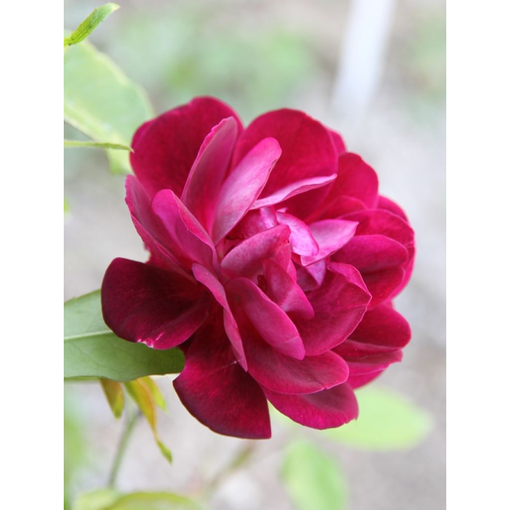 Rosa Burgundy Ice - Floribunda Rose