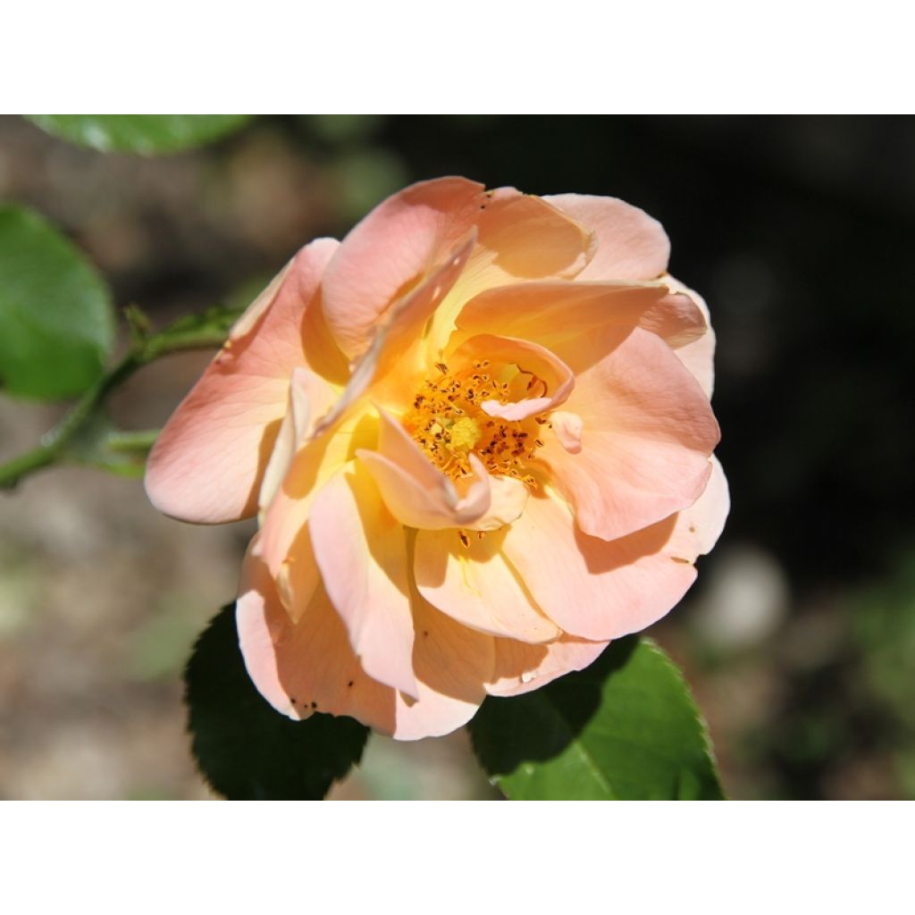 Rosa Decorosiers Calizia - Shrub  Rose