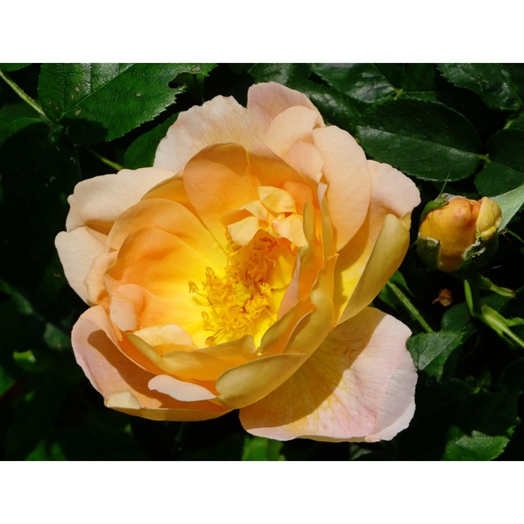 Rosa Coniston - English Shrub Rose