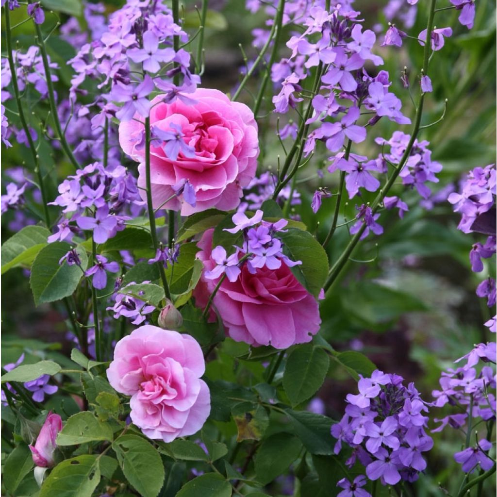 Rosa  Gertrude Jekyll - English Rose