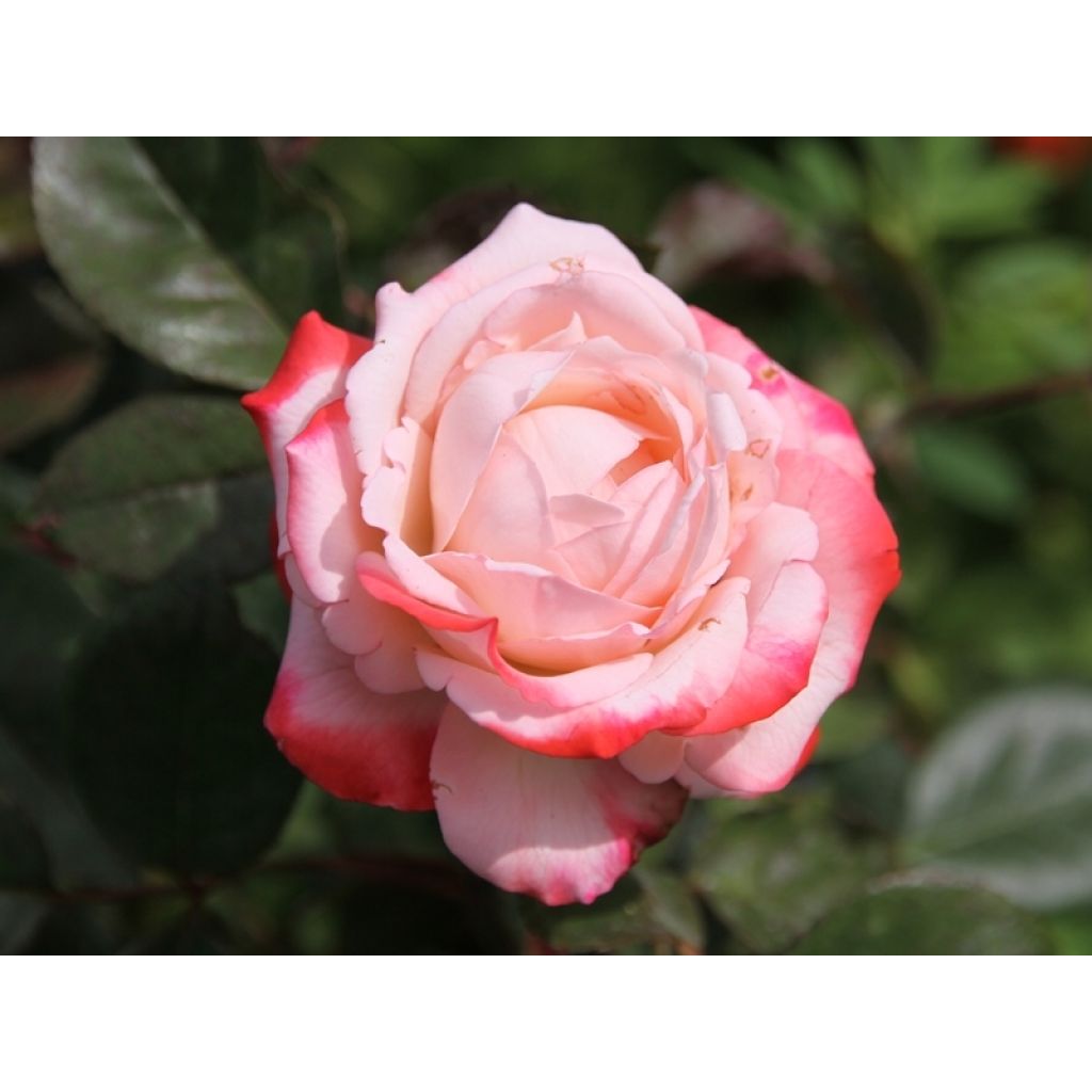 Rosa Nostalgie - Hybrid Tea Rose