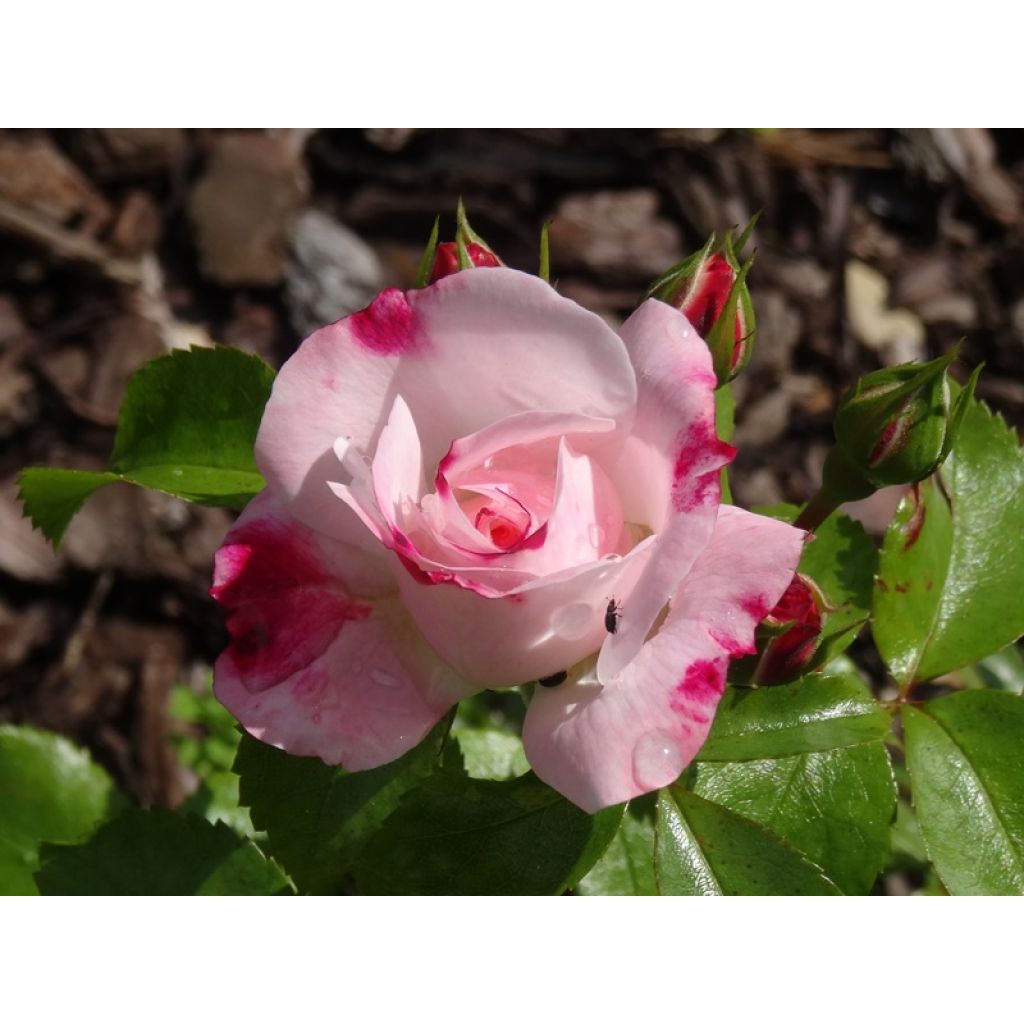 Rosa x floribunda 'Triple Treat' (Rosenstadt Freising) - Shrub Rose