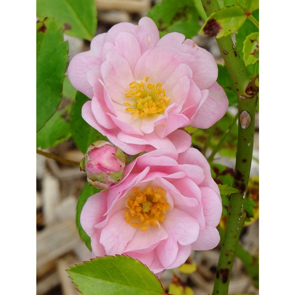 Rosa x polyantha The Fairy - Groundcover Rose