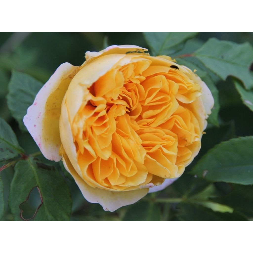 Rosa The Pilgrim - English Climbing Rose