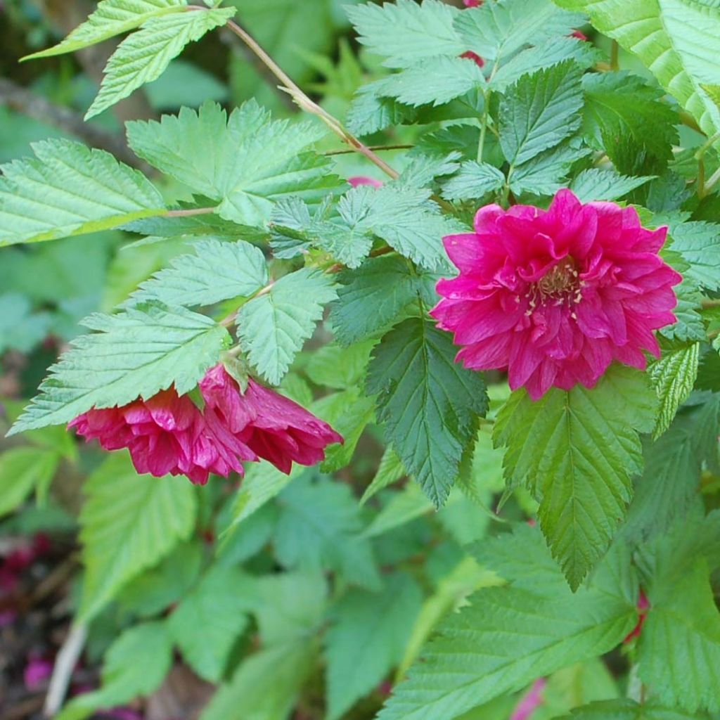 Rubus spectabilis Olympic Double