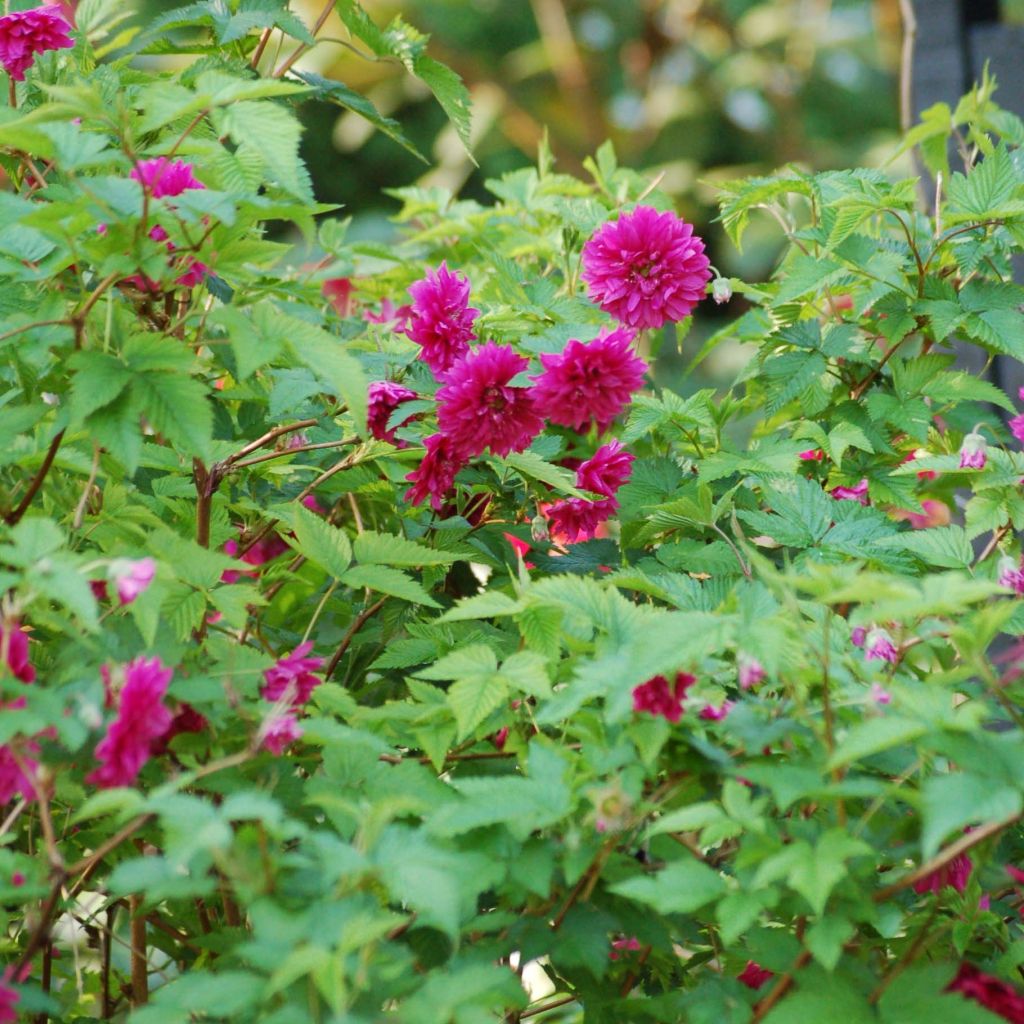 Rubus spectabilis Olympic Double