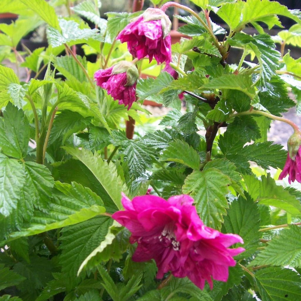 Rubus spectabilis Olympic Double