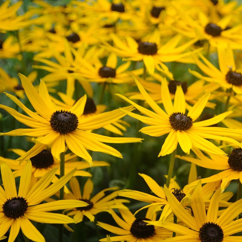 Rudbeckia fulgida Forever Gold