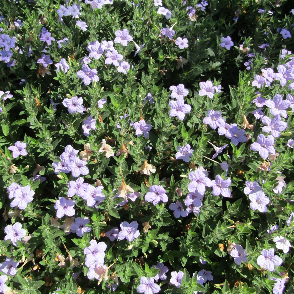 Ruellia humilis 