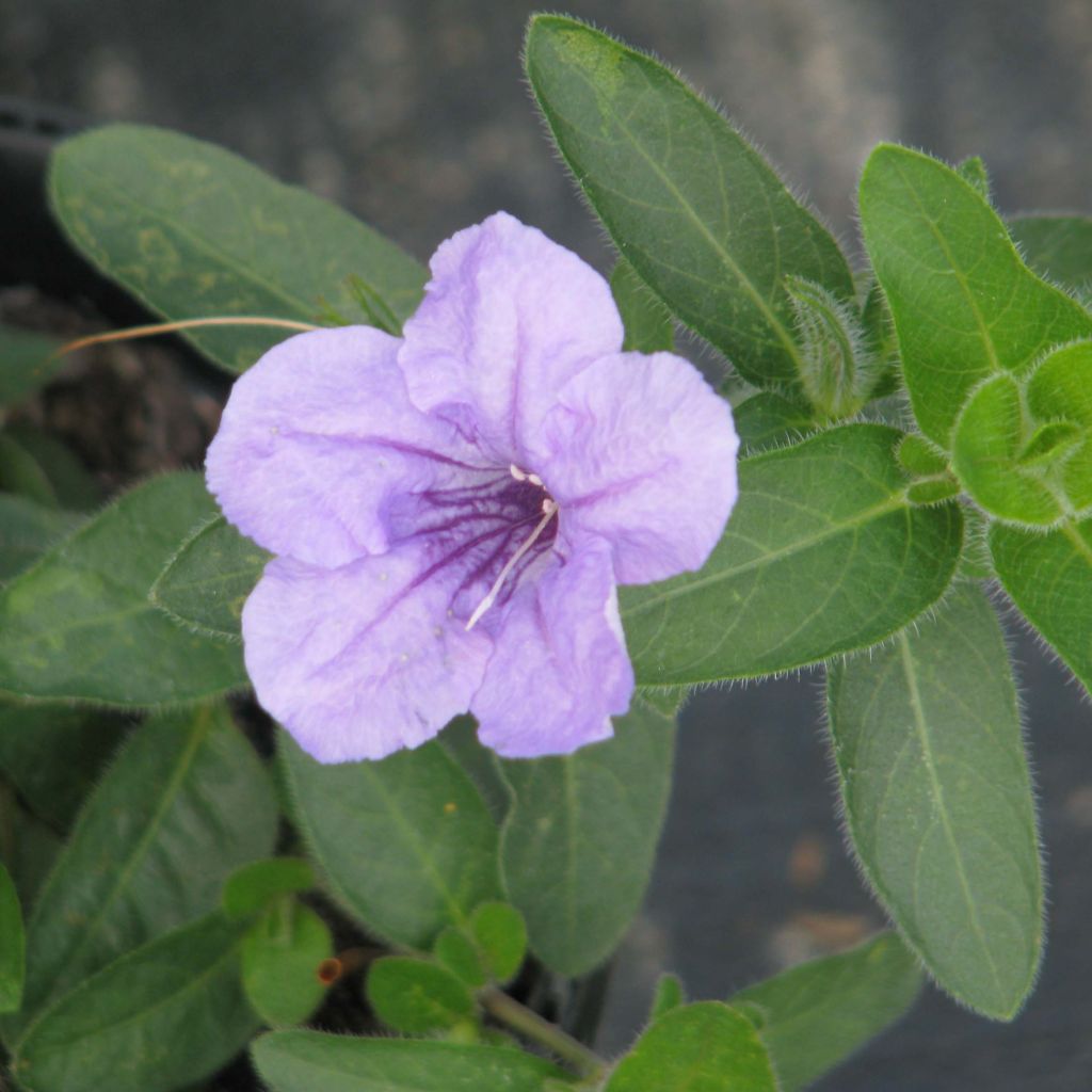 Ruellia humilis 