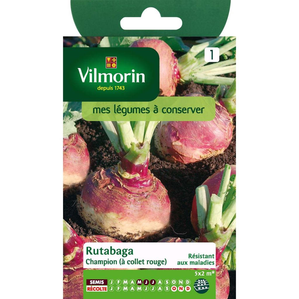 Champion Rapeseed (yellow with red collar) - Vilmorin seeds - Brassica napus