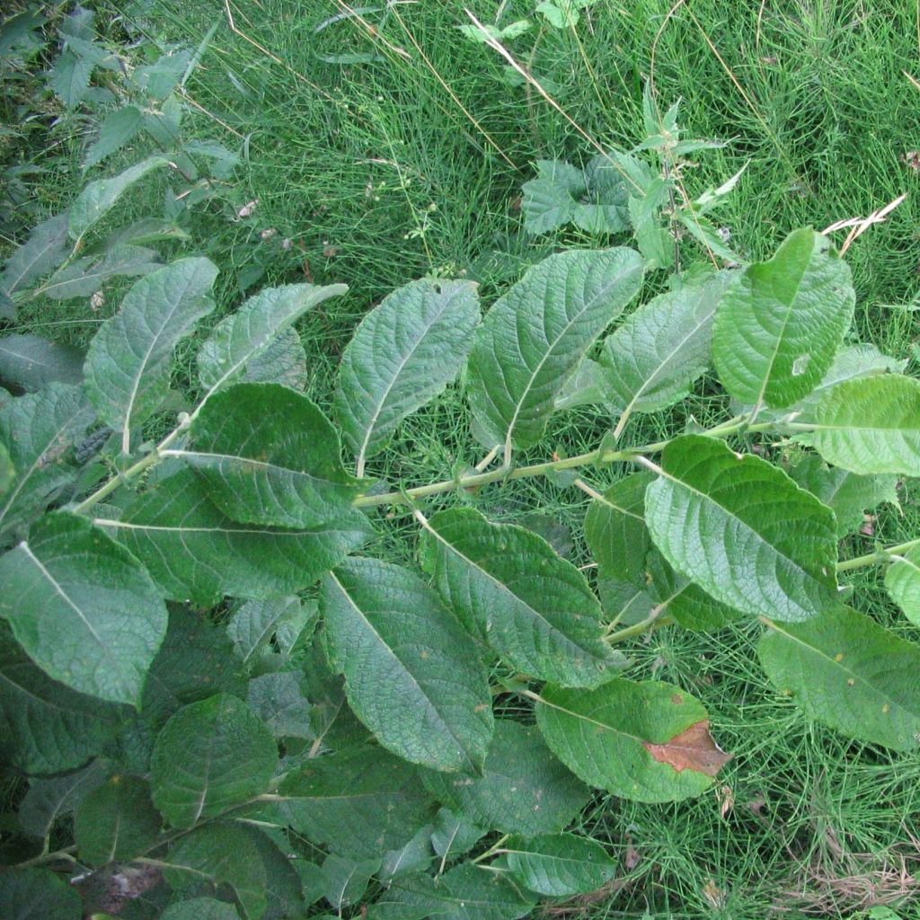 Salix aurita - Willow