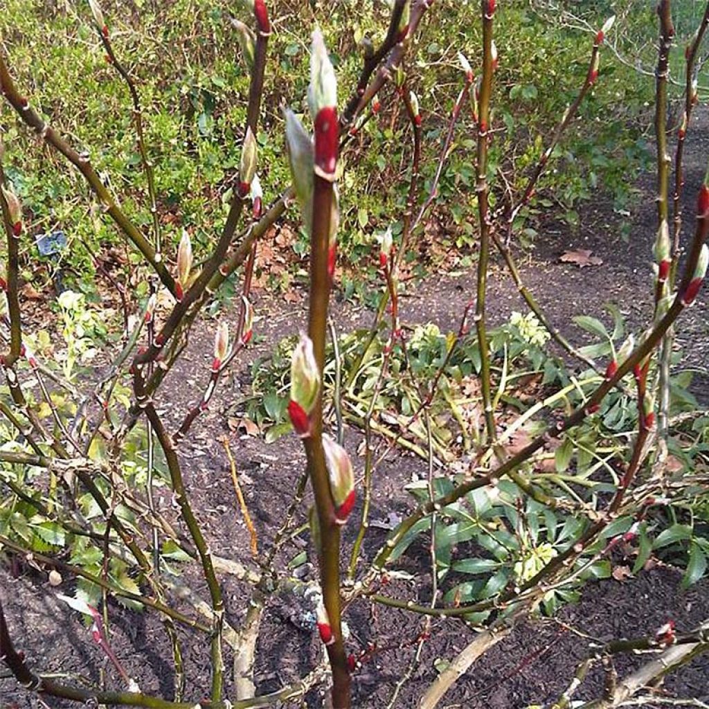 Salix fargesii - Farges Willow