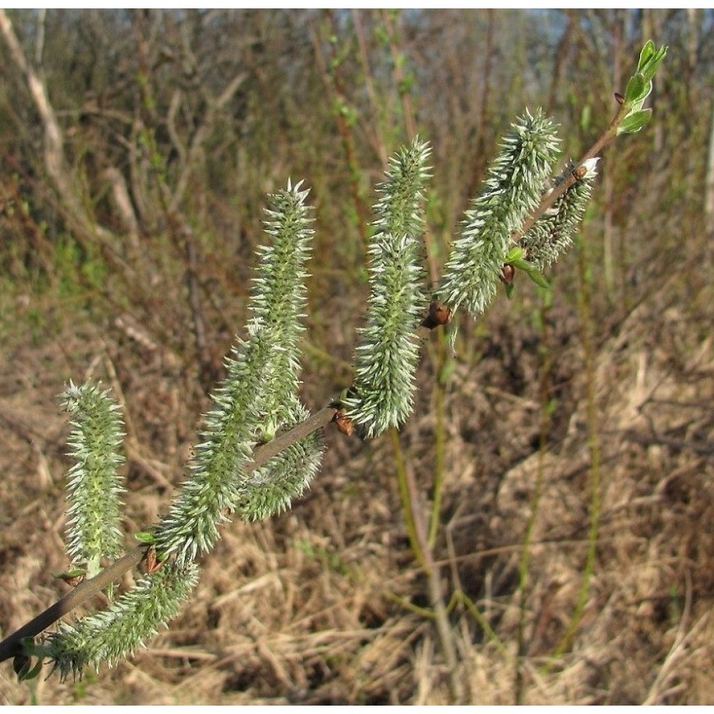 Salix x tetrapla - Willow