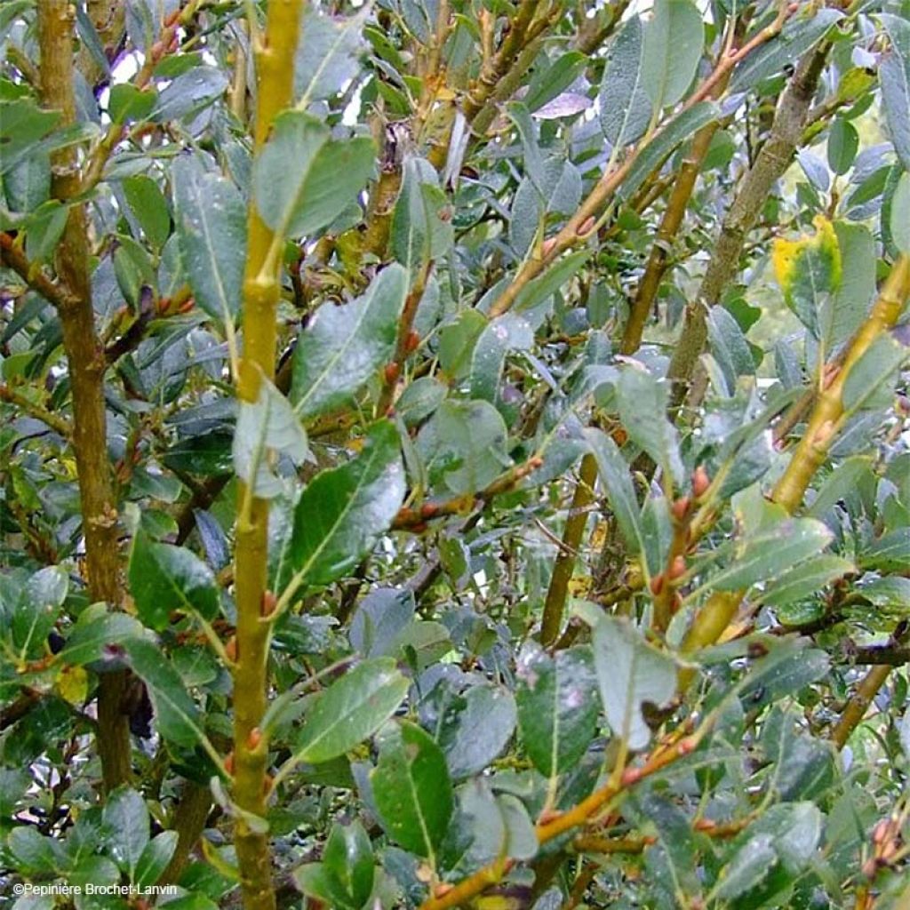 Salix x tetrapla - Willow