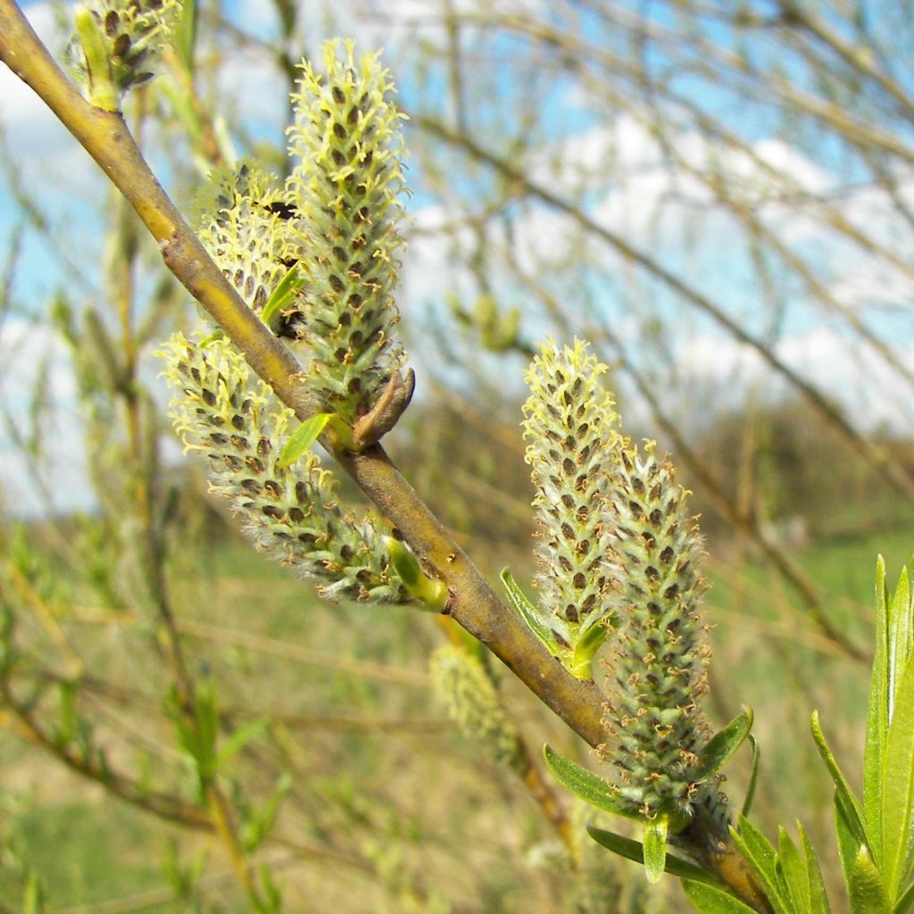 Salix viminalis - Basket Willow