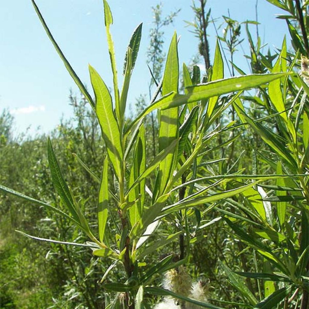 Salix viminalis - Basket Willow