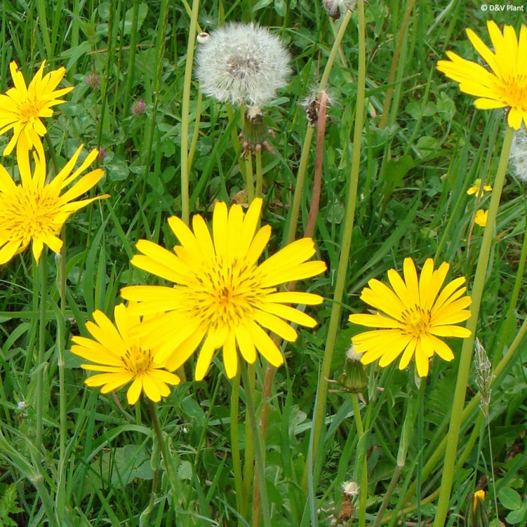 Salsifis des près - Tragopogon pratensis