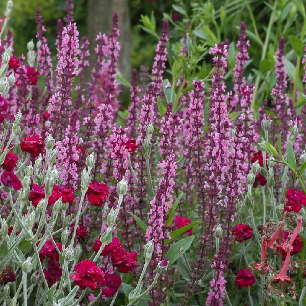 Sauge - Salvia nemorosa Amethyst