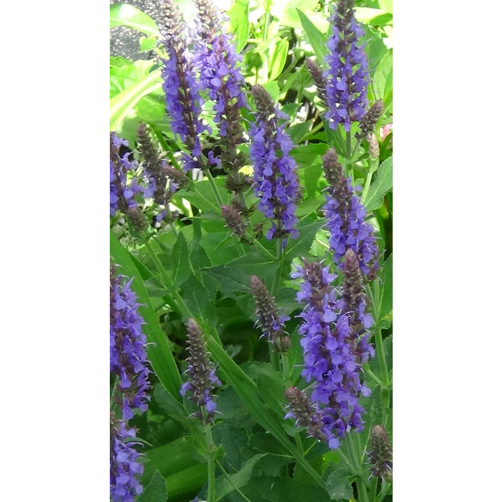 Salvia nemorosa April Night - Woodland Sage