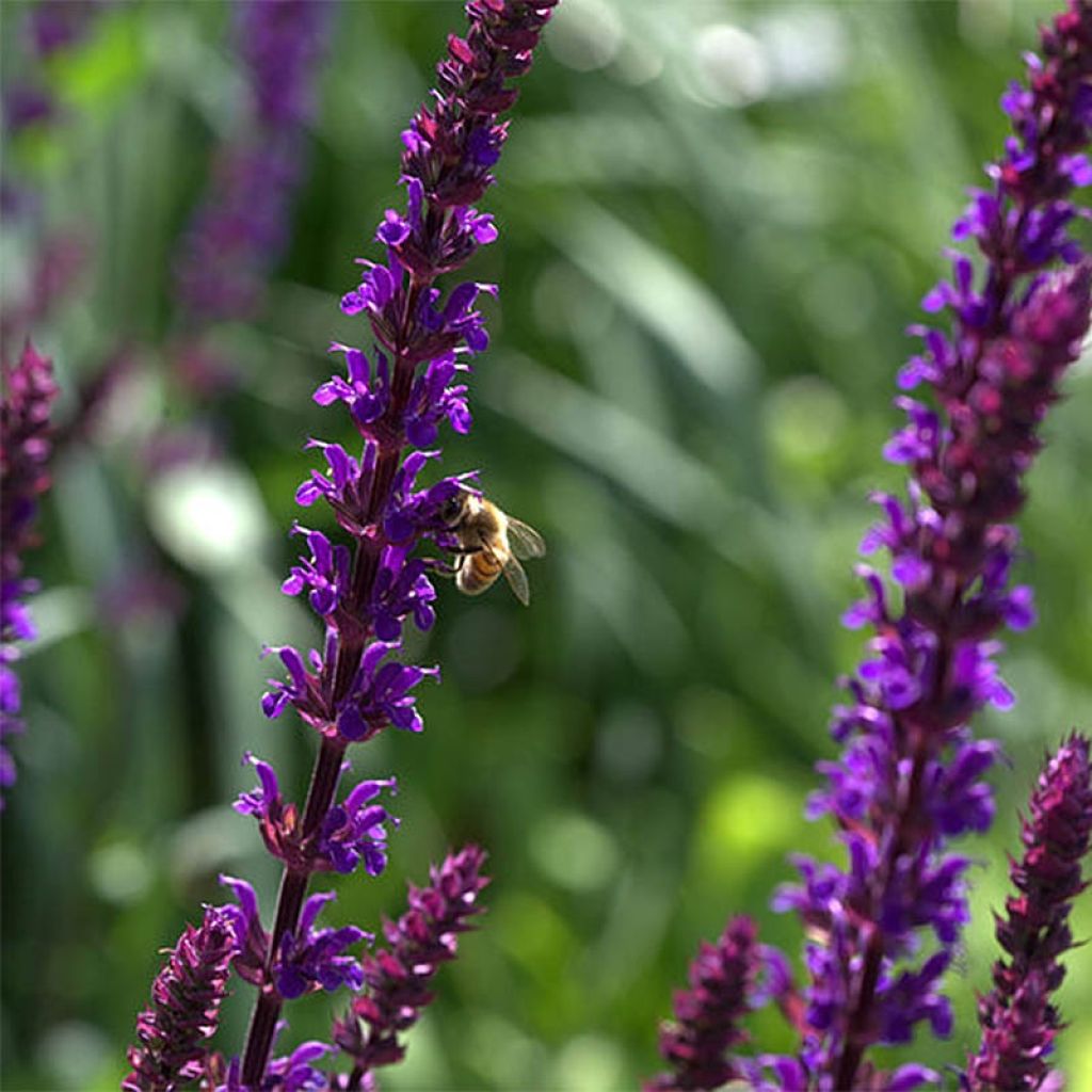 Salvia nemorosa Caradonna - Woodland Sage