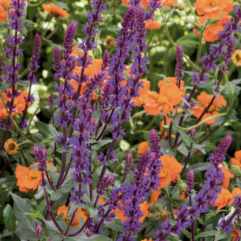 Salvia nemorosa Caradonna - Woodland Sage