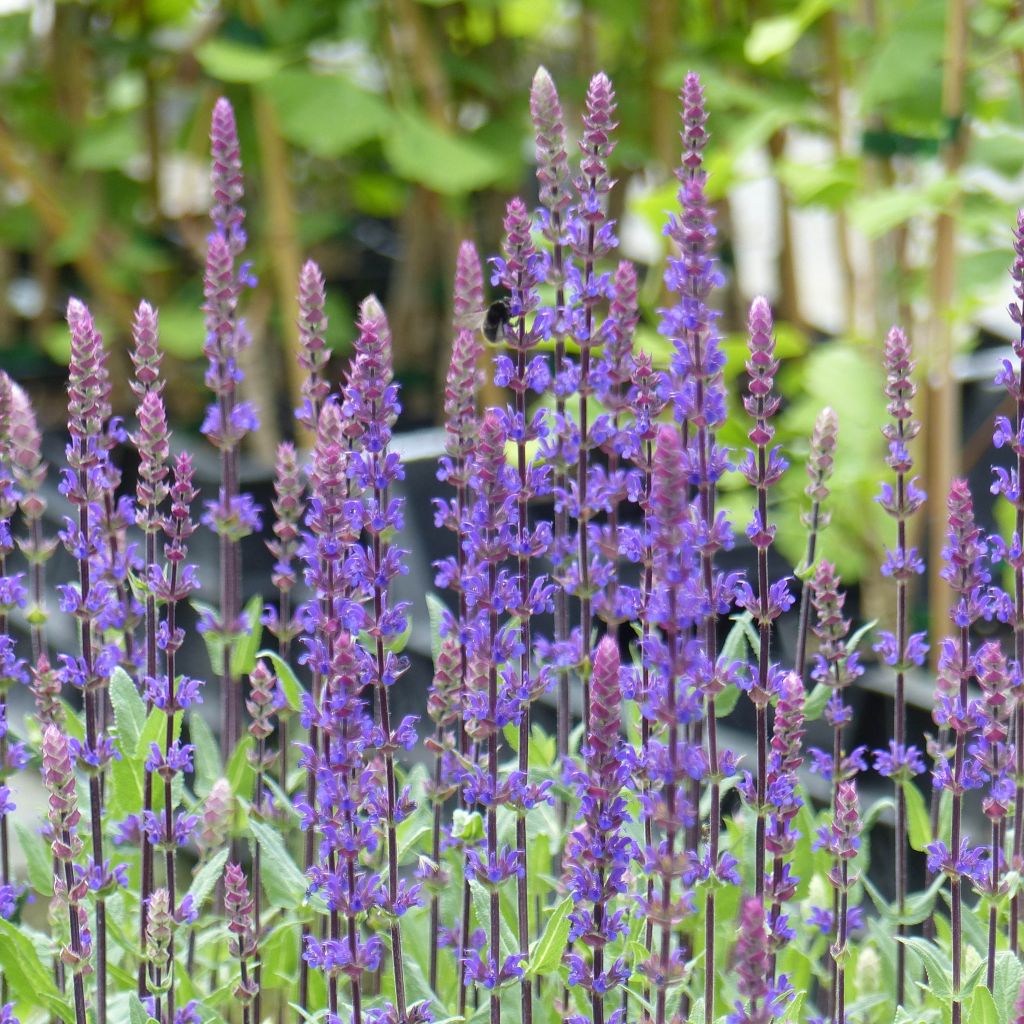 Salvia nemorosa Caradonna - Woodland Sage