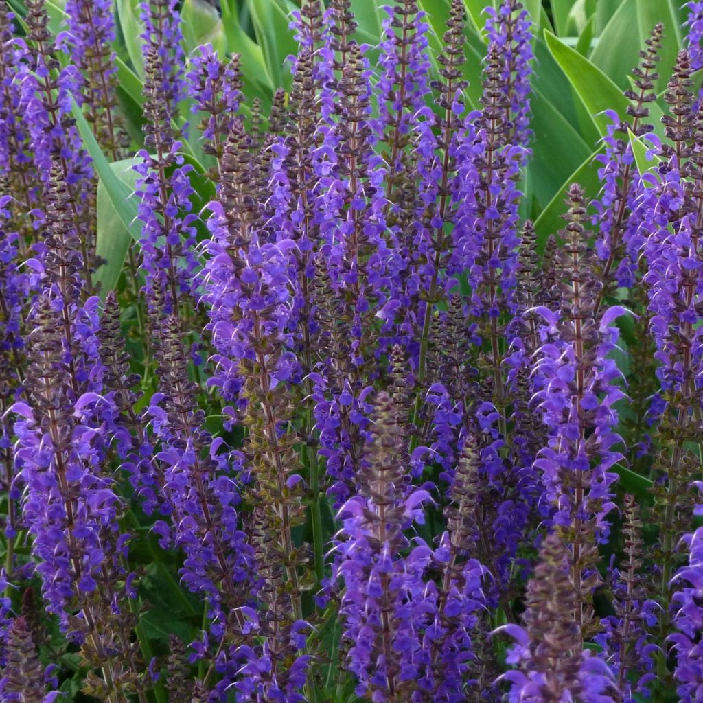 Salvia nemorosa Mainacht - Woodland Sage