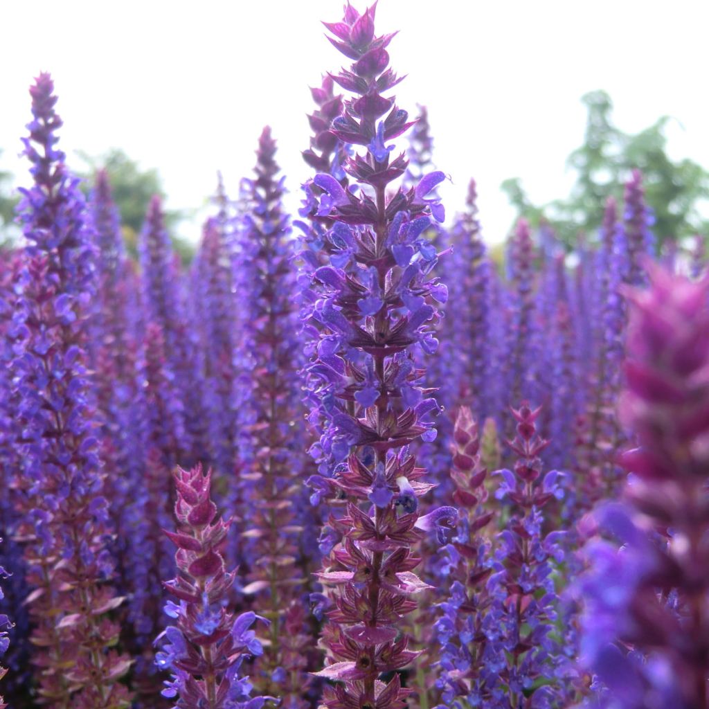 Salvia nemorosa Ostfriesland - Woodland Sage