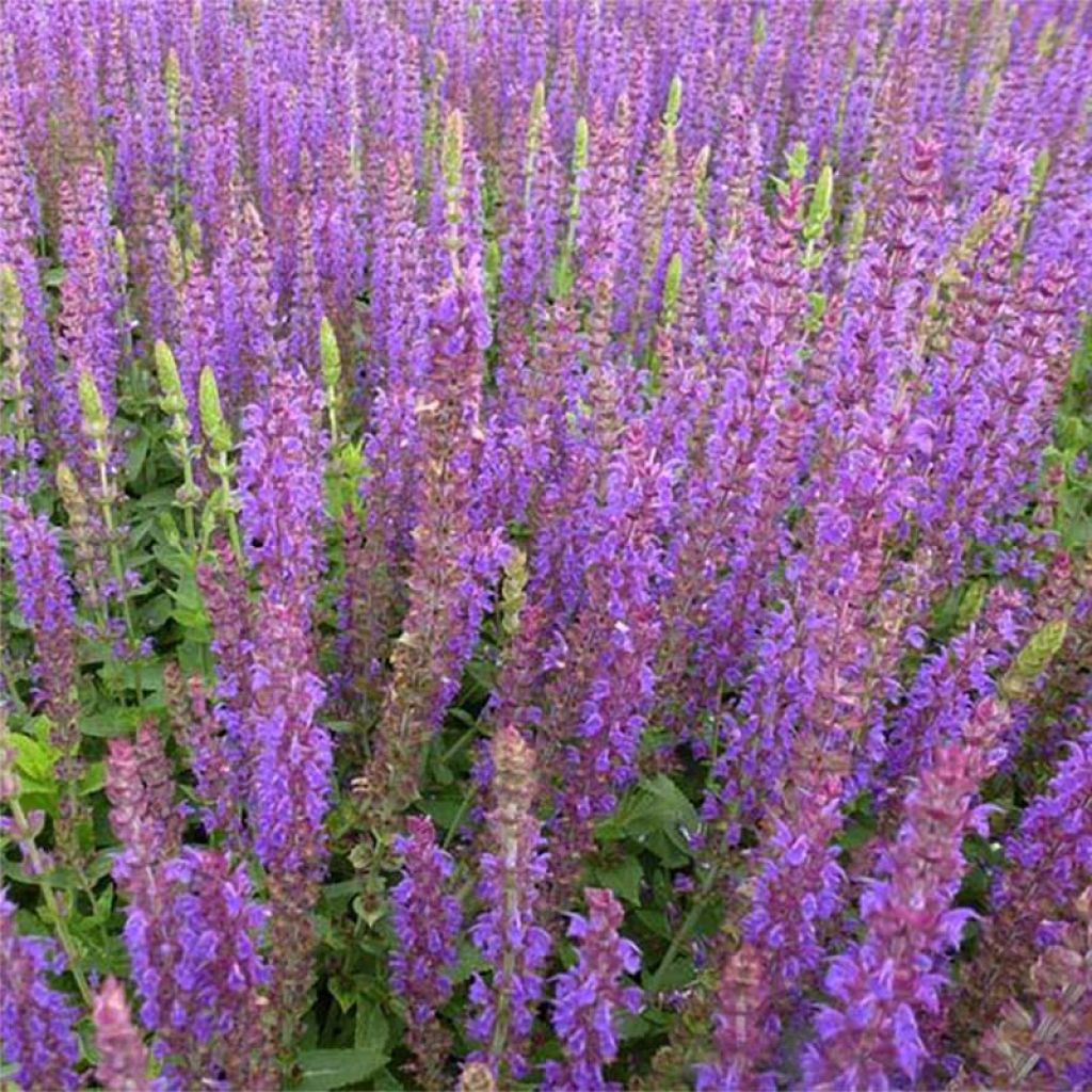 Salvia nemorosa Ostfriesland - Woodland Sage