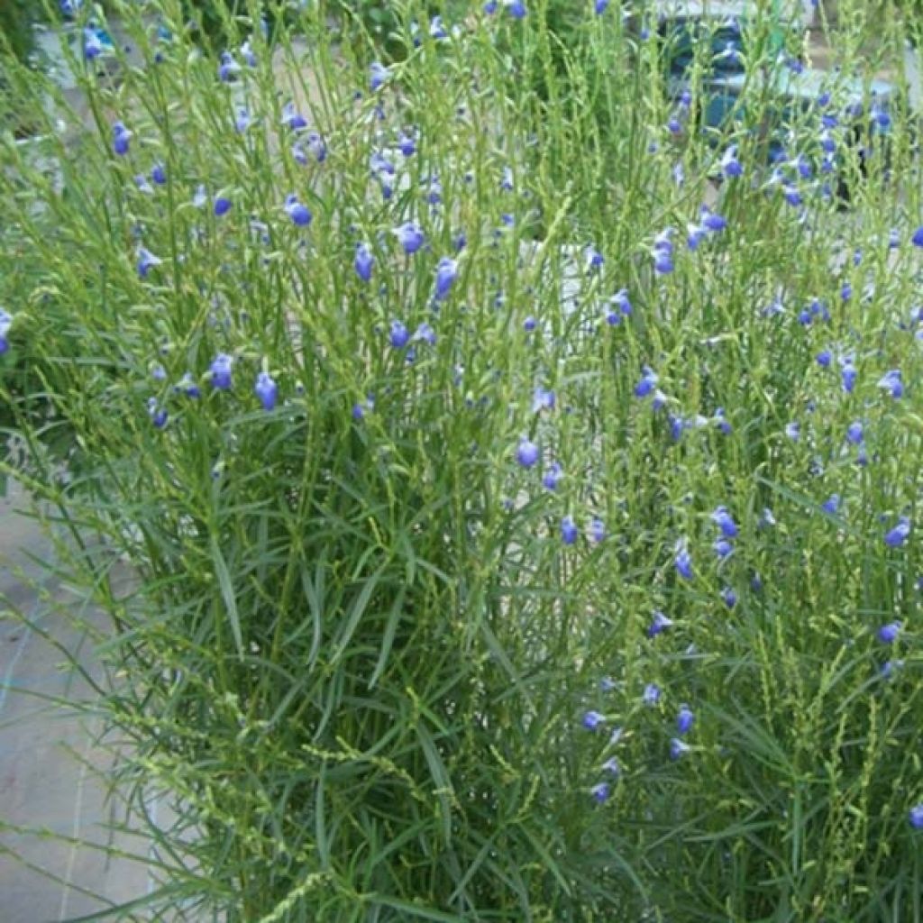 Salvia reptans 'West Texas Form'