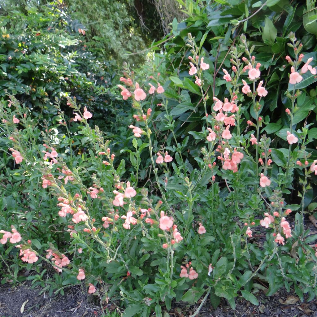 Salvia jamensis California Sunset