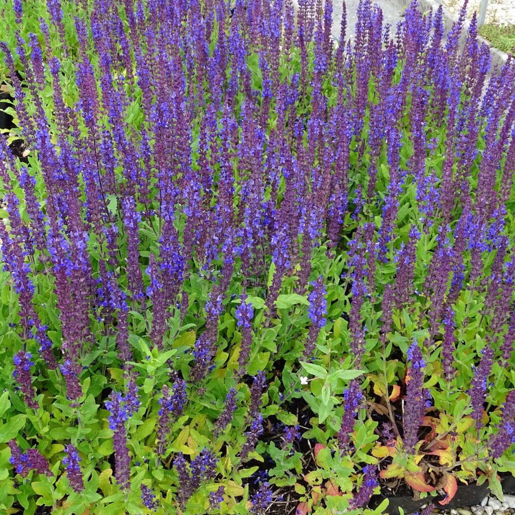 Salvia superba Queen of the Blues