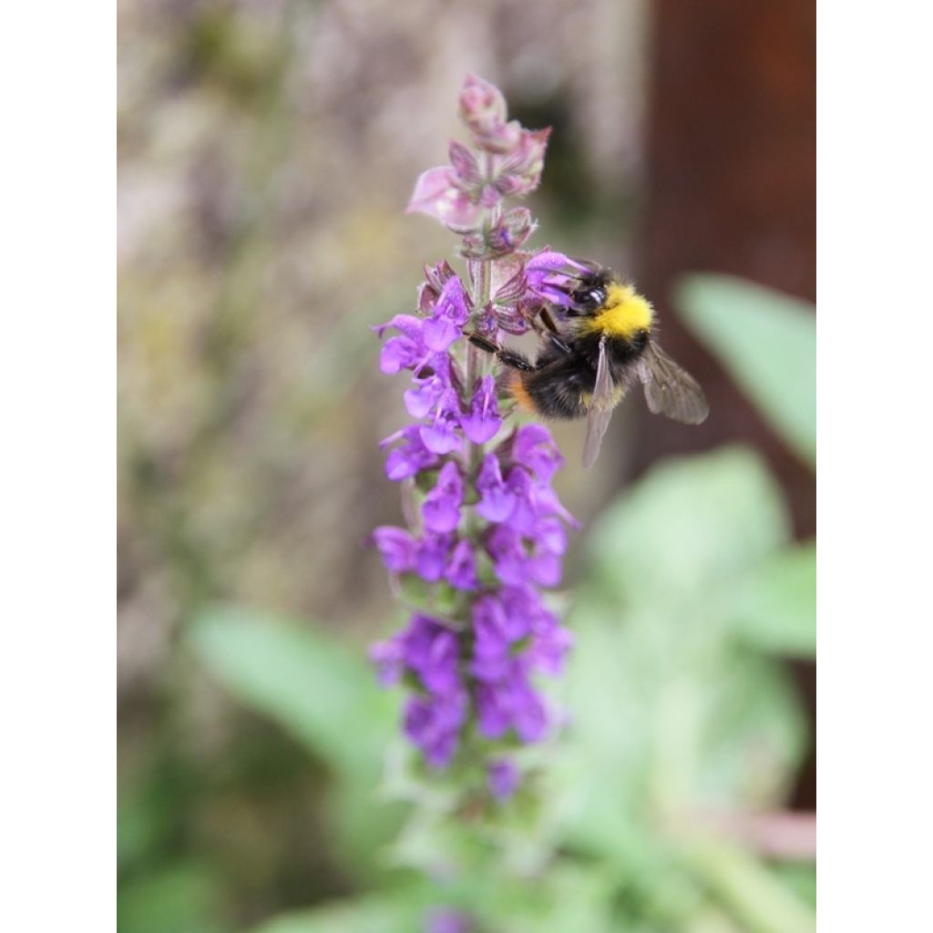 Salvia nemorosa Ostfriesland - Woodland Sage