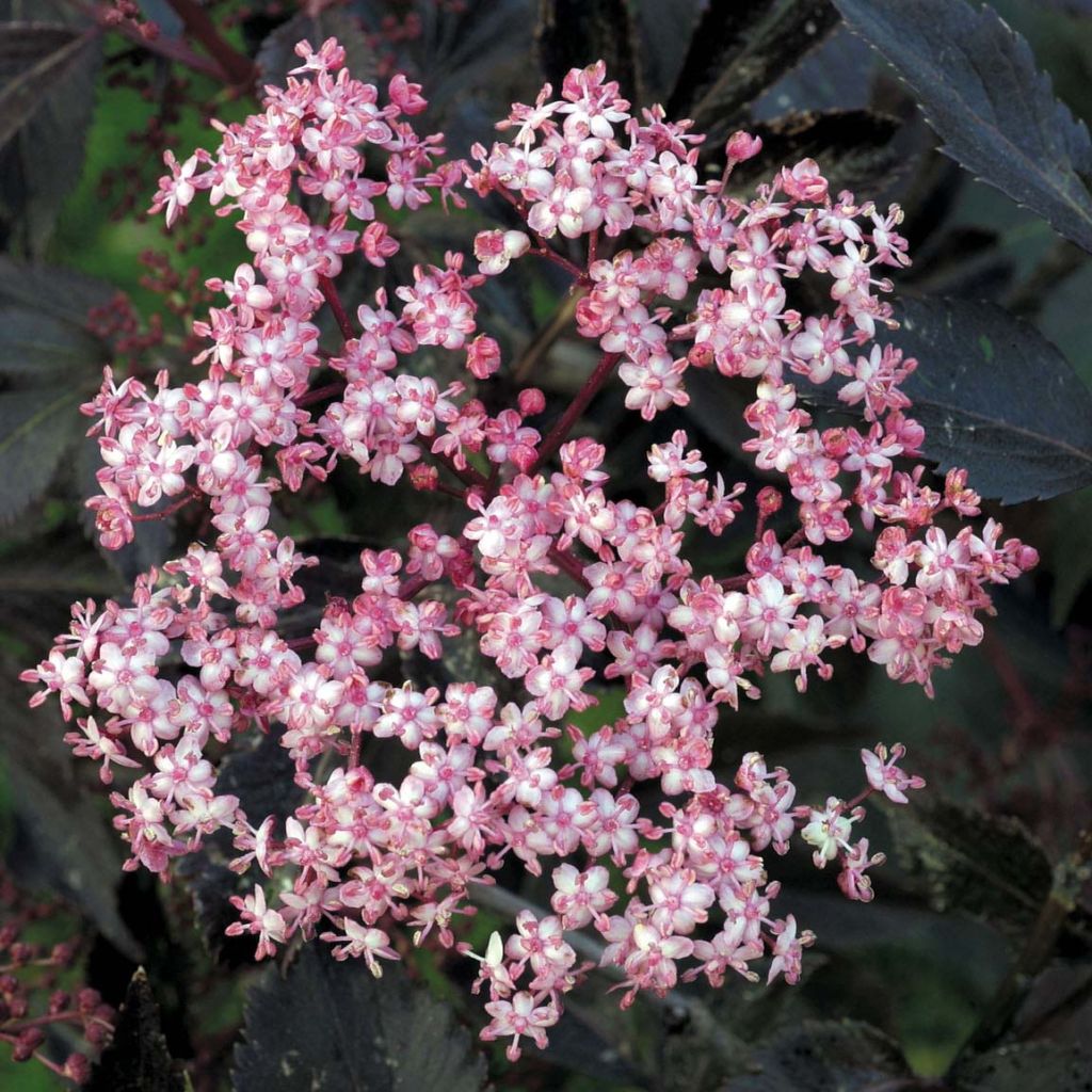 Black Elderberry - Sambucus nigra Black Beauty