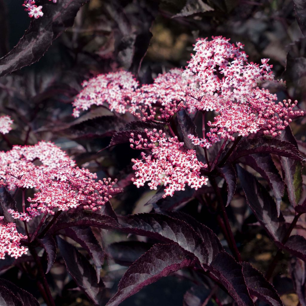 Black Elderberry - Sambucus nigra Black Beauty