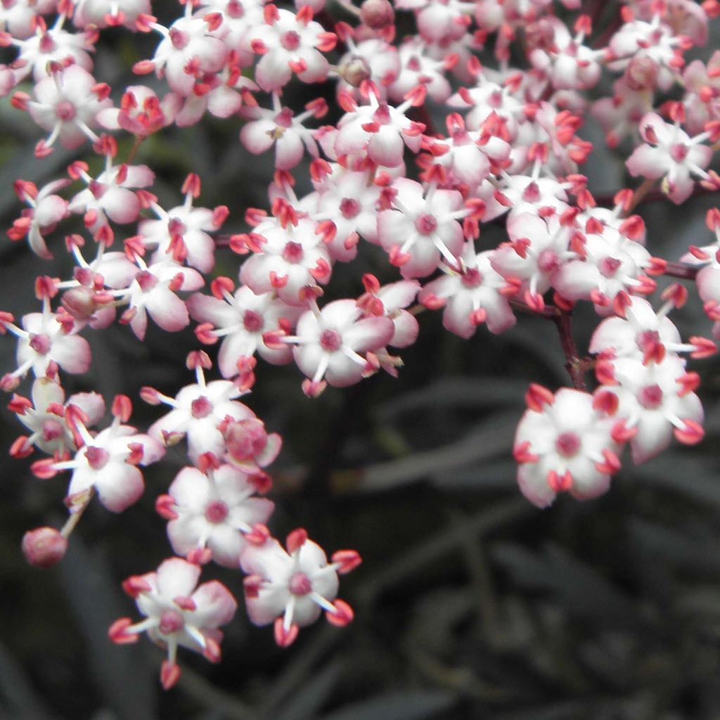 Sambucus nigra Black Lace - Black Elder