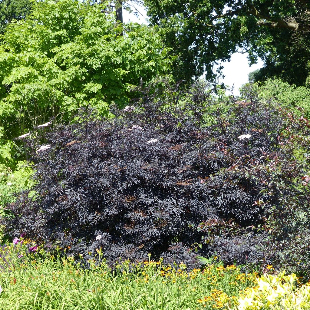 Sambucus nigra Black Lace ('Eva')