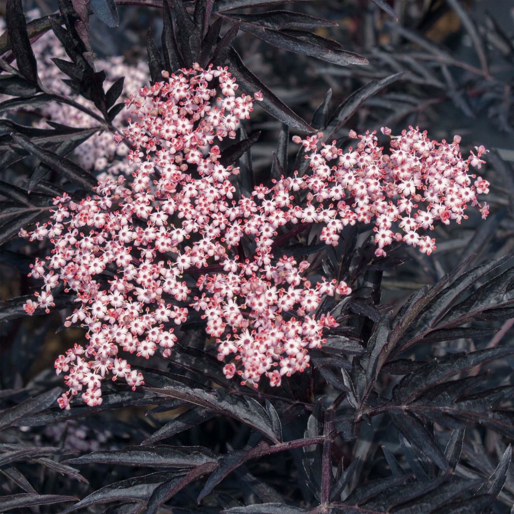 Sambucus nigra Black Lace - Black Elder