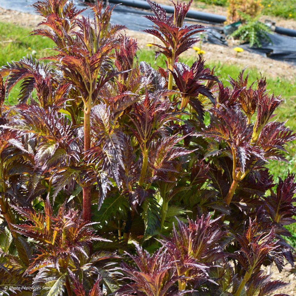 Sambucus nigra Serenade - Black Elder