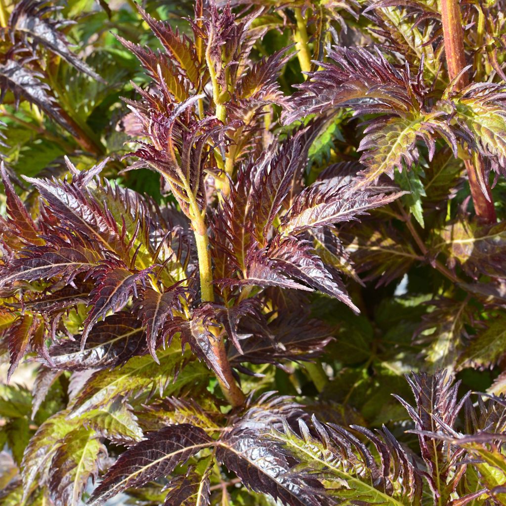 Sambucus nigra Serenade - Black Elder